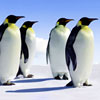 Emperor Penguins Photo